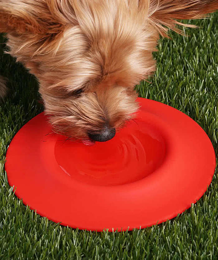 2-in-1 Silicone Pet Flyer and Drinking Bowl - Blue